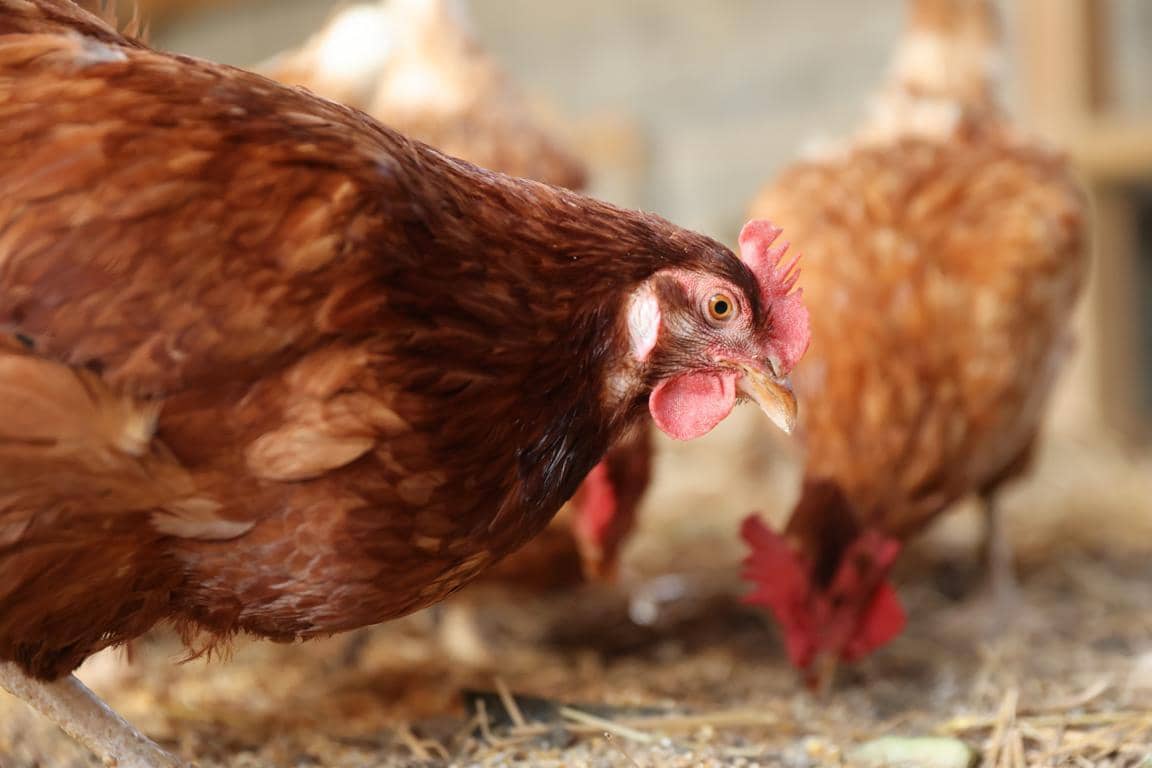 Finca/Landhuis te koop in Castello d'Empuries met garage - € 395.000 (Ref: 9175546)