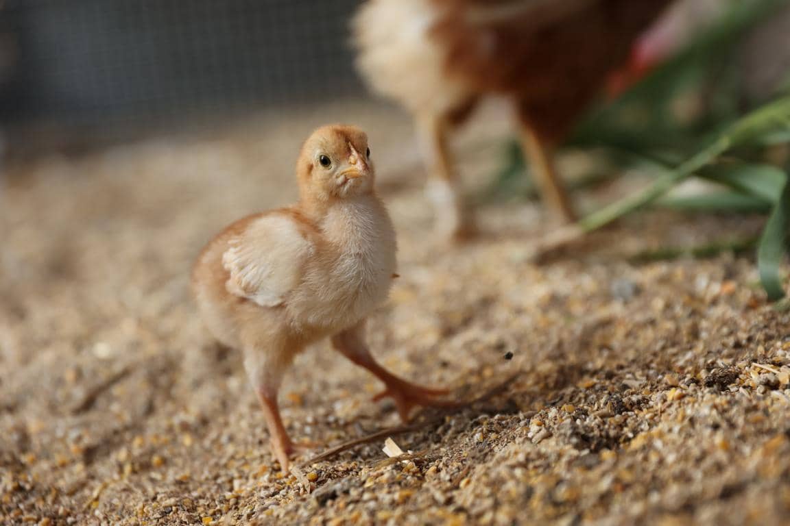 Finca/Landhuis te koop in Castello d'Empuries met garage - € 395.000 (Ref: 9175546)