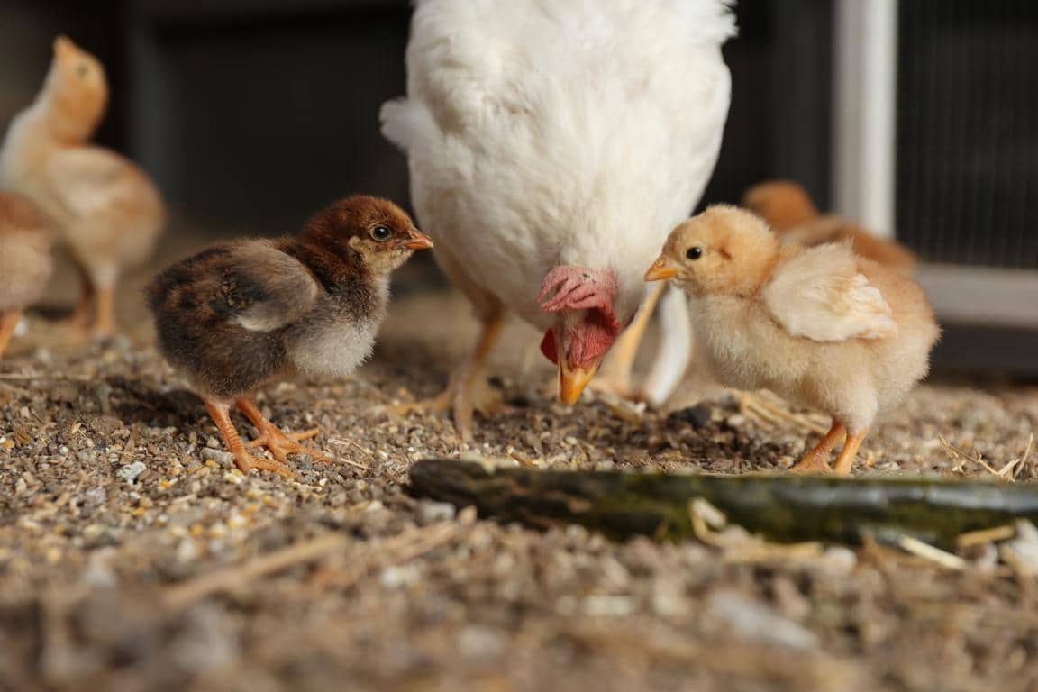 Finca/Landhuis te koop in Castello d'Empuries met garage - € 395.000 (Ref: 9175546)