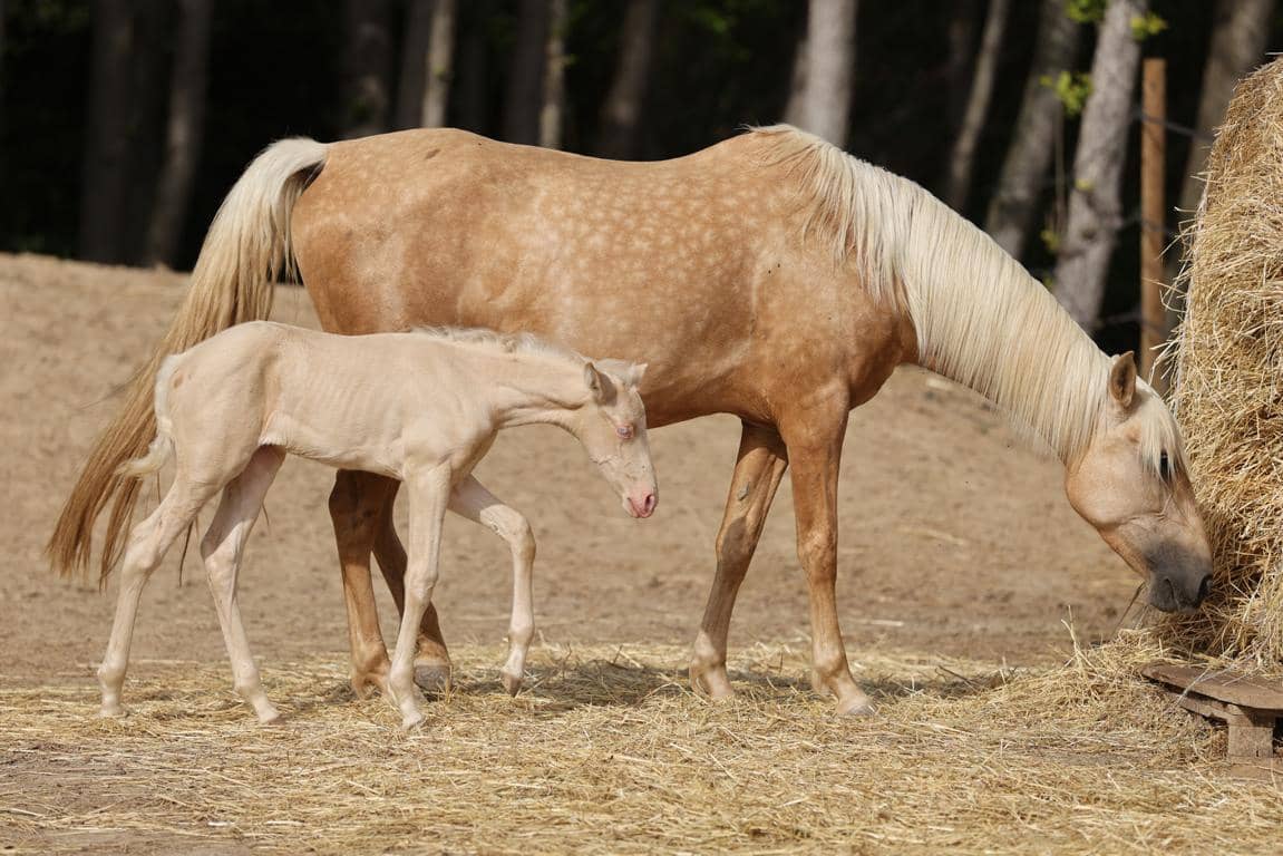 Finca/Landhuis te koop in Castello d'Empuries met garage - € 395.000 (Ref: 9175546)