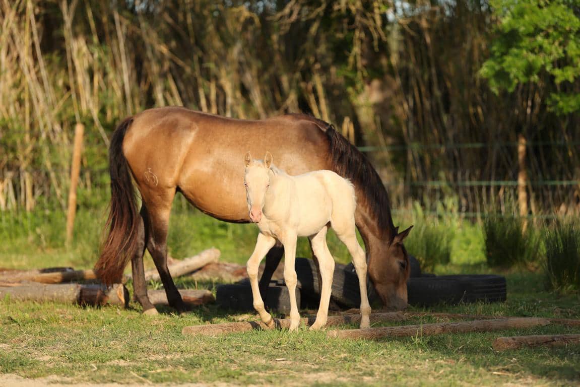 Finca/Landhuis te koop in Castello d'Empuries met garage - € 395.000 (Ref: 9175546)