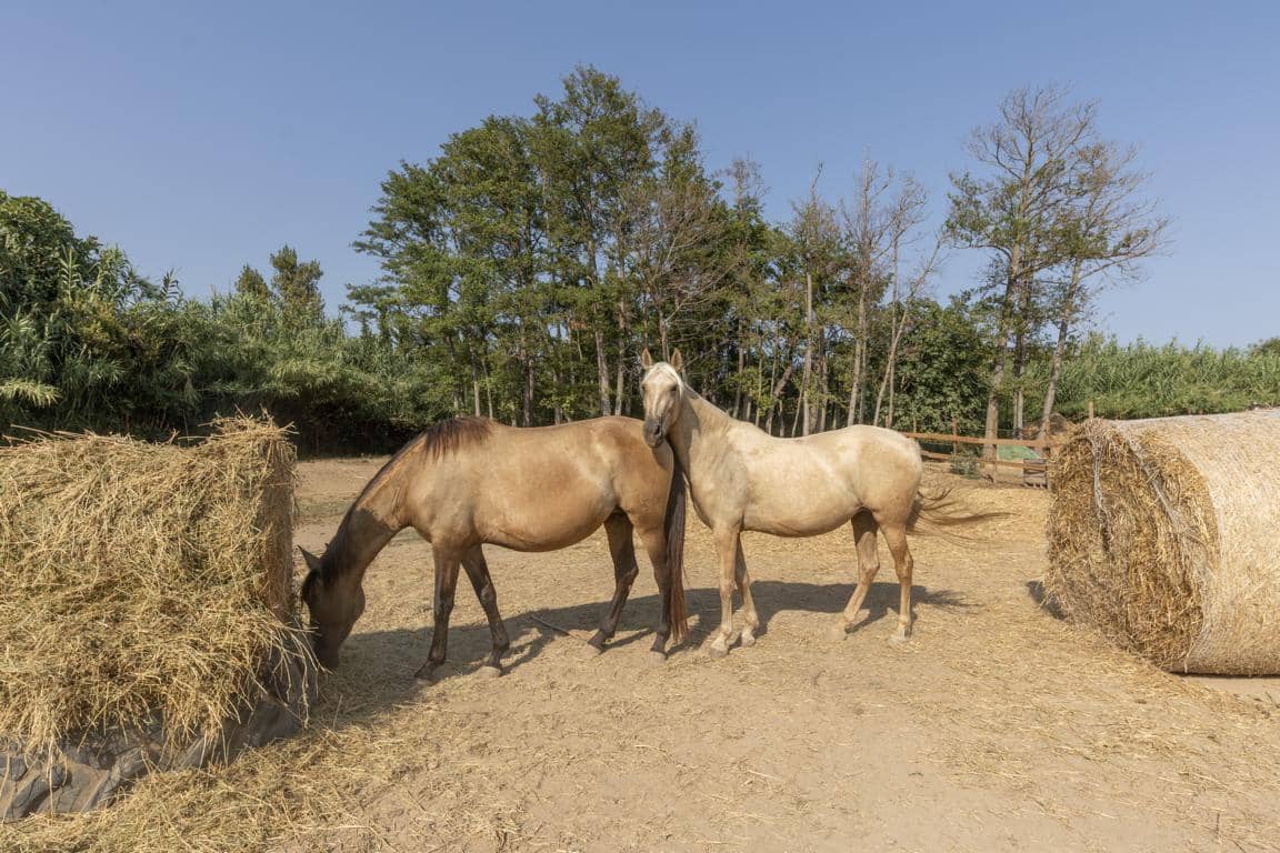 Finca/Landhuis te koop in Castello d'Empuries met garage - € 395.000 (Ref: 9175546)