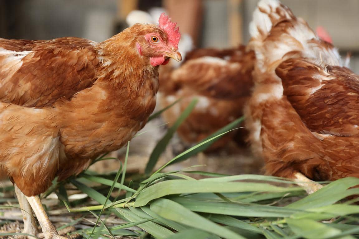 Finca/Landhuis te koop in Castello d'Empuries met garage - € 395.000 (Ref: 9175546)