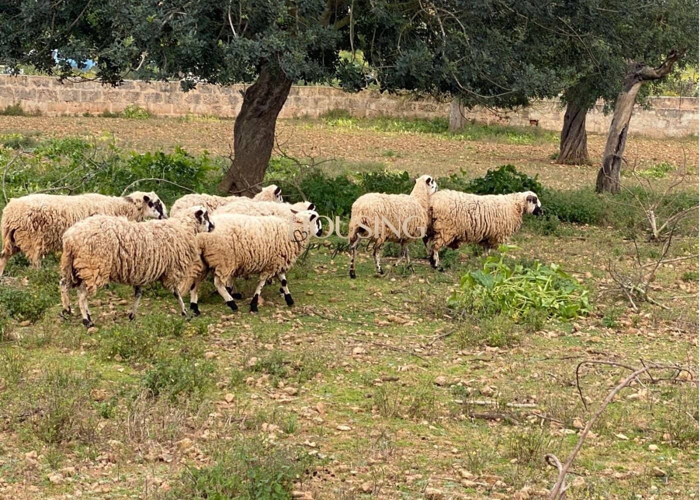 10 quarto Quinta/Casa Rural para venda em Palma de Mallorca com piscina - 2 700 000 € (Ref: 9447387)