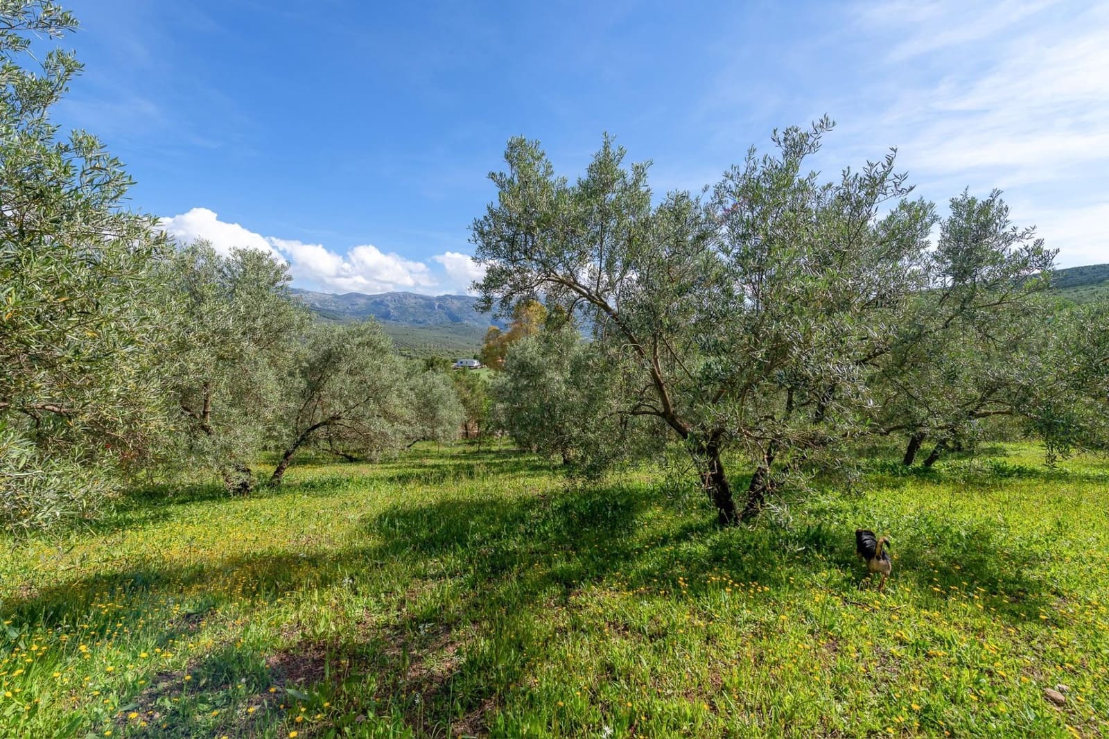 3 Zimmer Villa zu verkaufen in Villanueva del Trabuco - 570.000 € (Ref: 10136091)