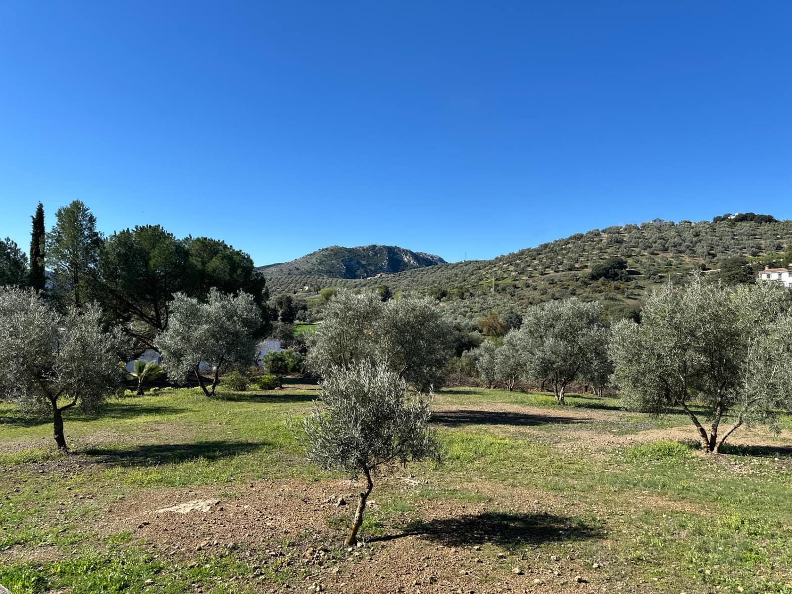 6 slaapkamer Finca/Landhuis te koop in Villanueva del Rosario met zwembad - € 950.000 (Ref: 10166699)