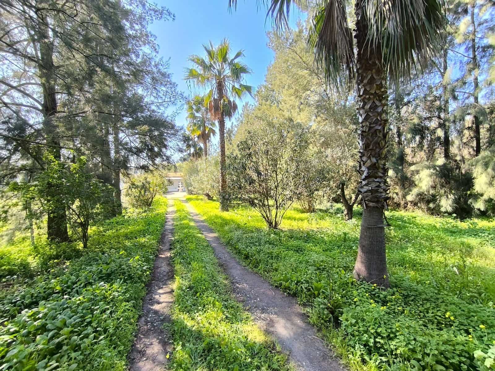 3 slaapkamer Finca/Landhuis te koop in Gibraleon - € 158.000 (Ref: 9569143)