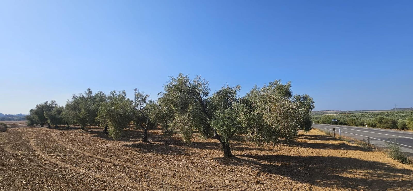 Grond te koop in Gibraleon - € 18.990 (Ref: 9569176)