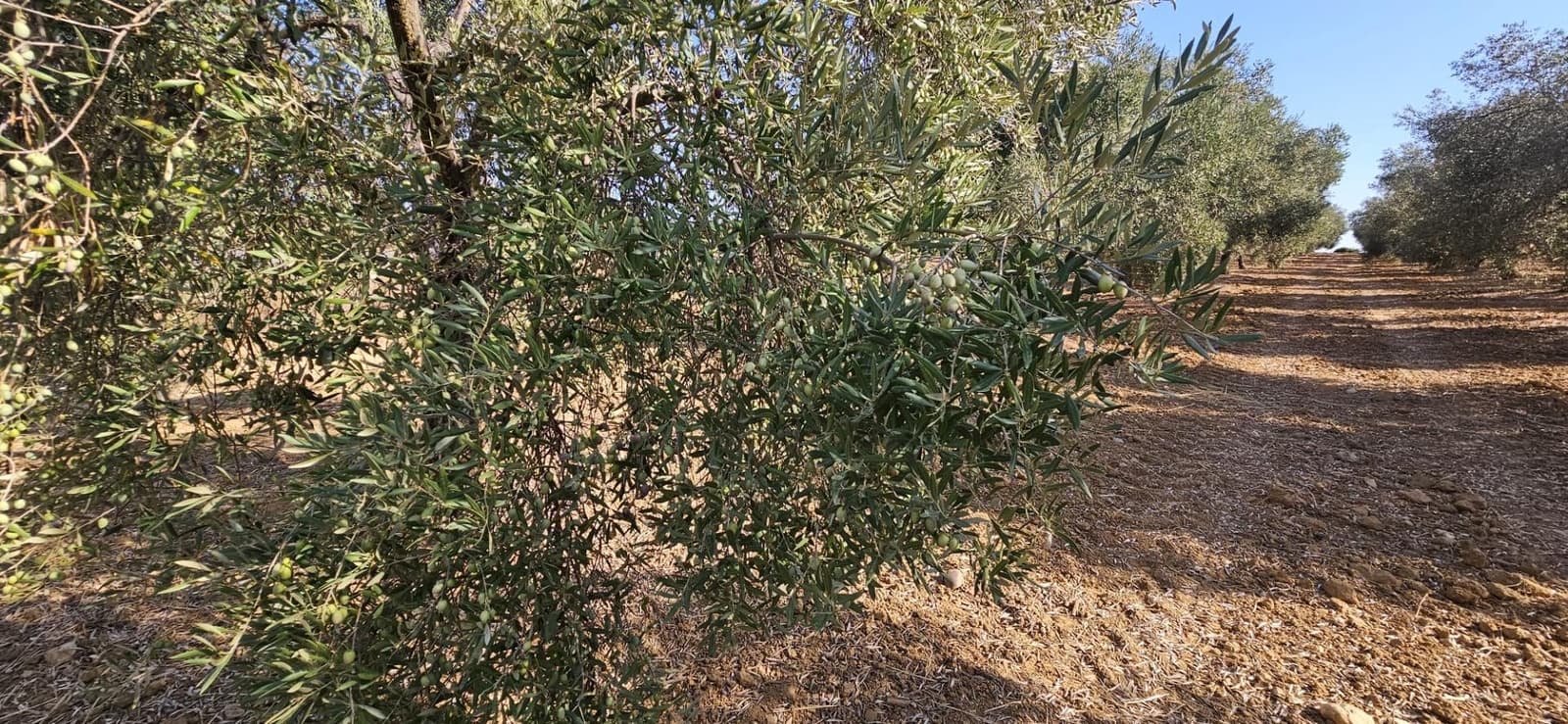 Grond te koop in Gibraleon - € 18.990 (Ref: 9569176)