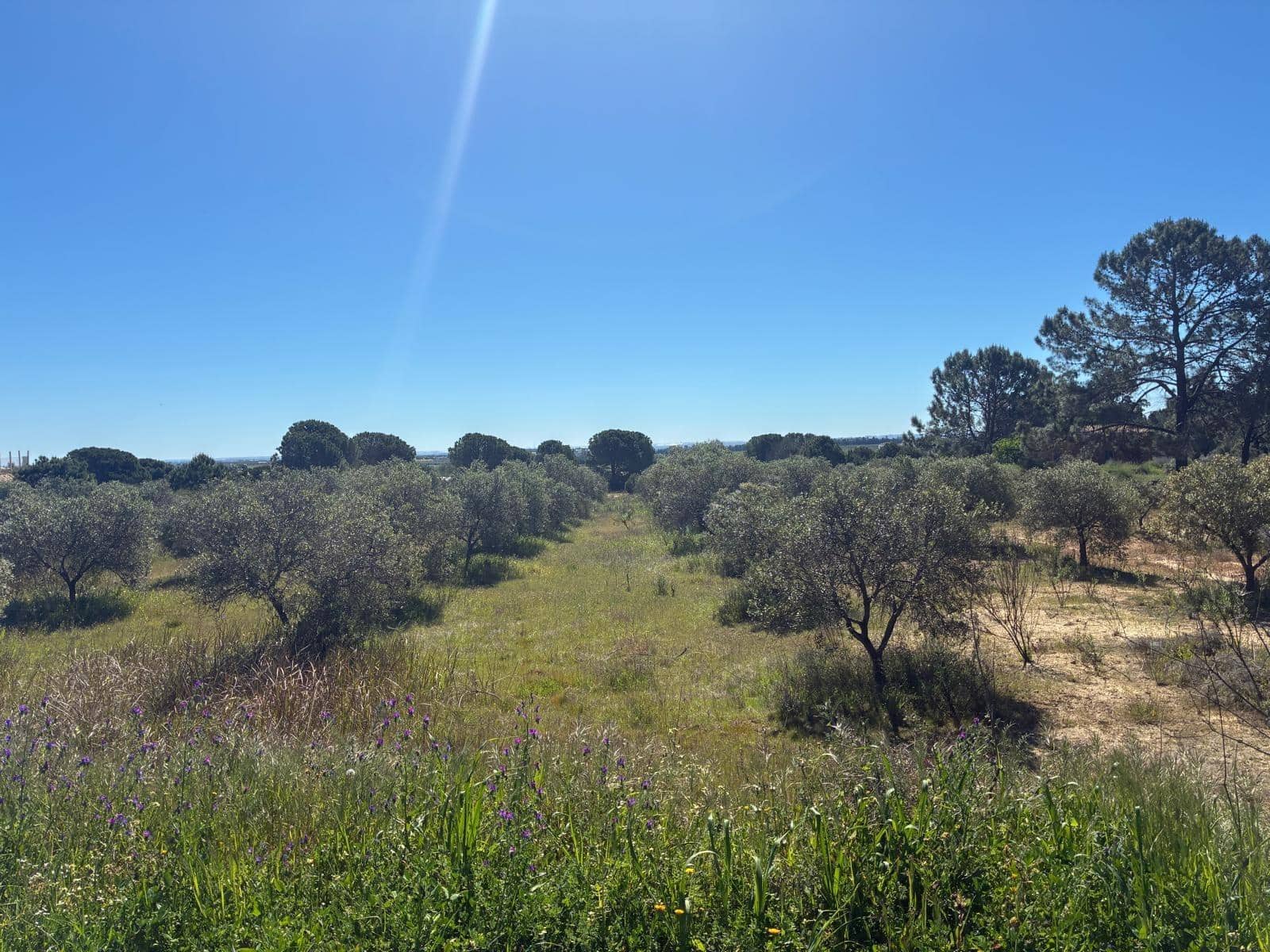 Undeveloped Land for sale in Gibraleon - € 250,000 (Ref: 9811527)