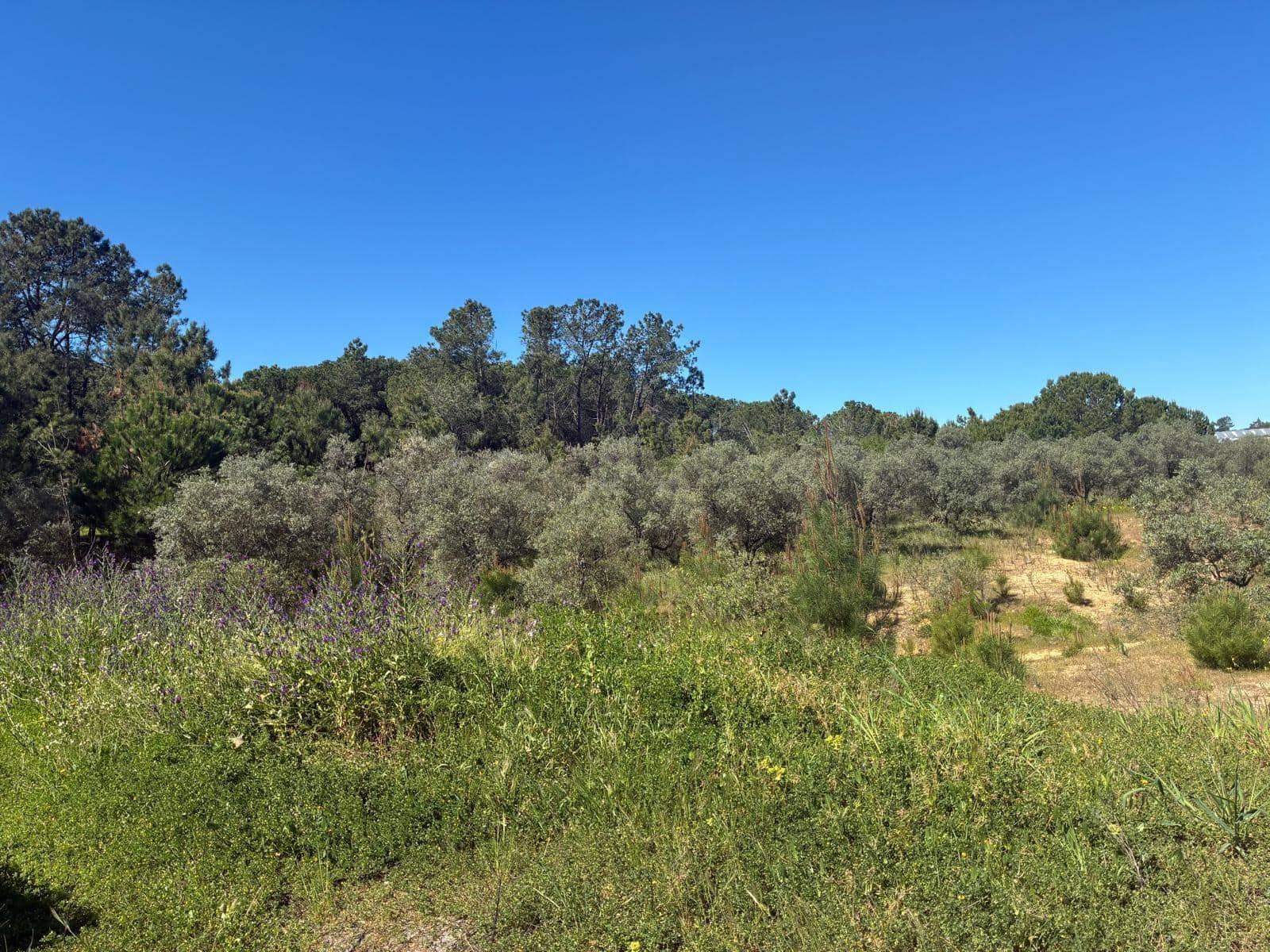 Undeveloped Land for sale in Gibraleon - € 250,000 (Ref: 9811527)