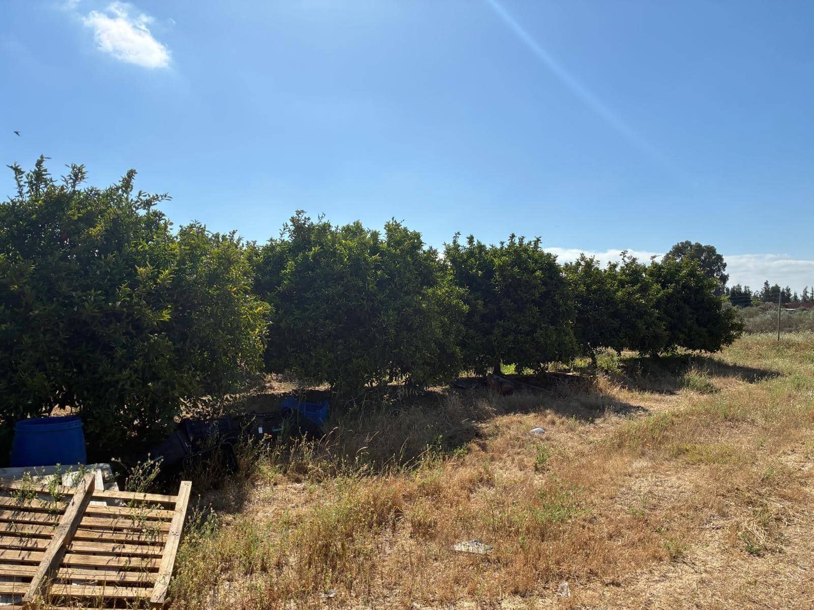 Undeveloped Land for sale in Gibraleon - € 260,000 (Ref: 9825214)