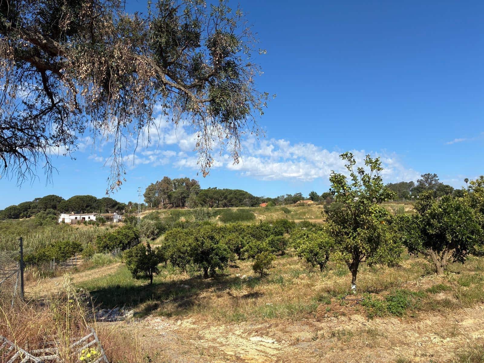 Undeveloped Land for sale in Gibraleon - € 260,000 (Ref: 9825214)