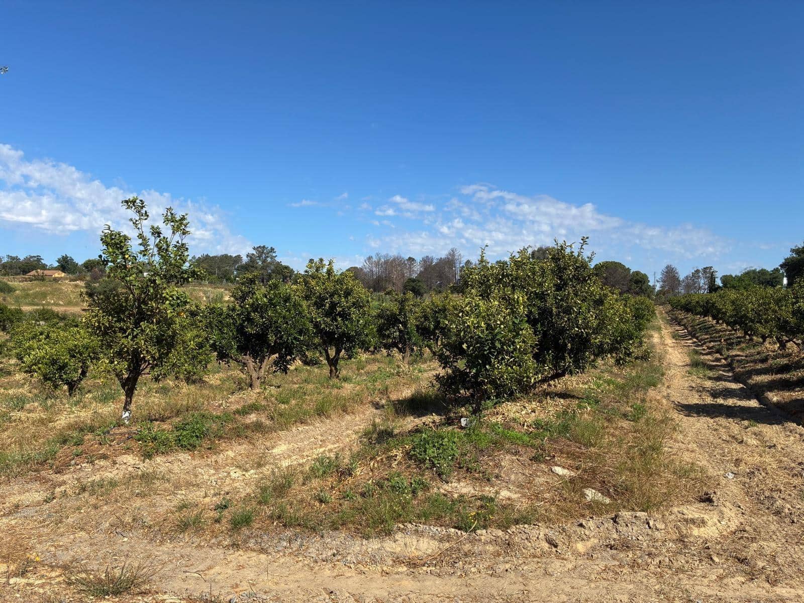 Undeveloped Land for sale in Gibraleon - € 260,000 (Ref: 9825214)
