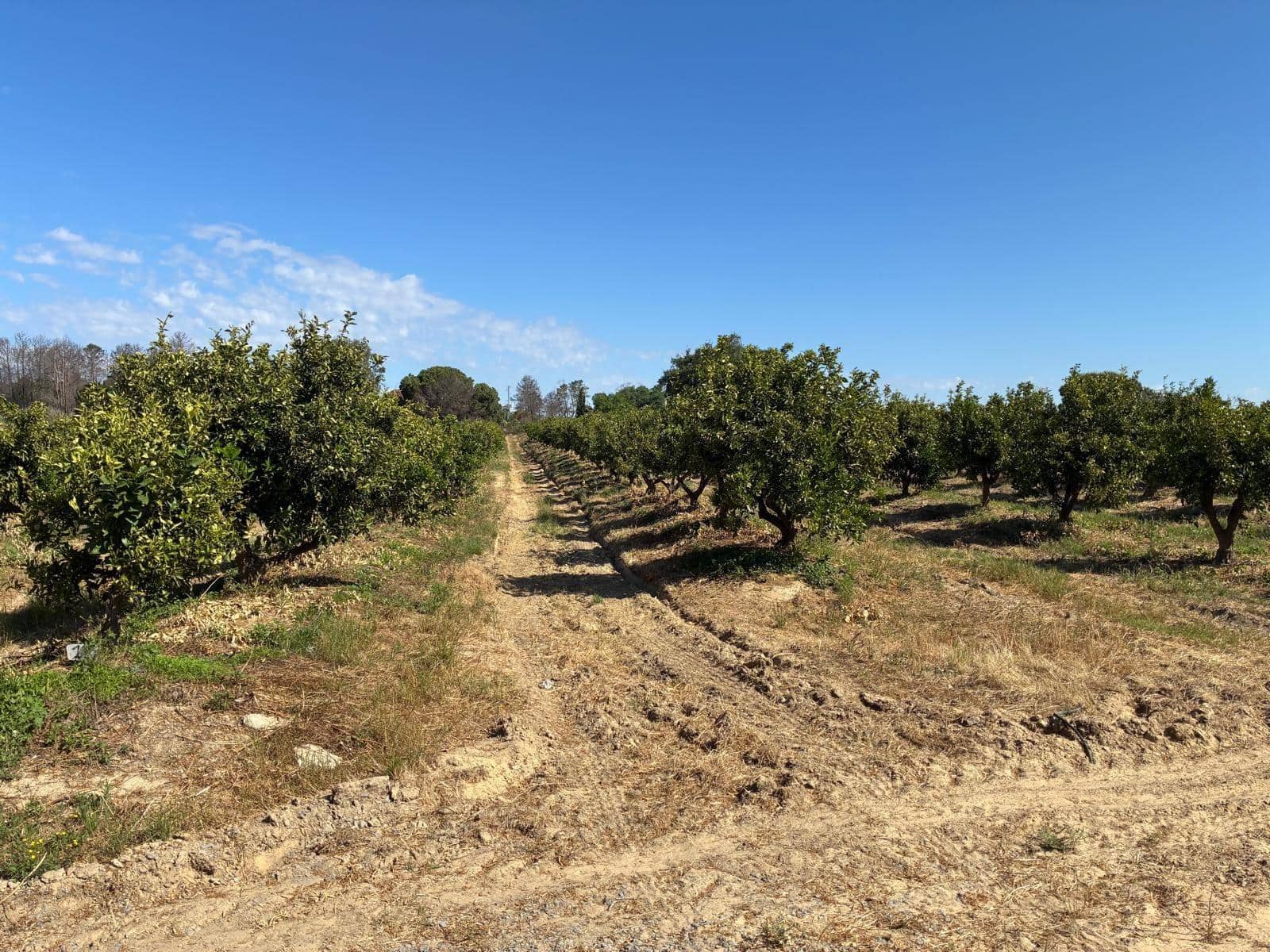 Undeveloped Land for sale in Gibraleon - € 260,000 (Ref: 9825214)