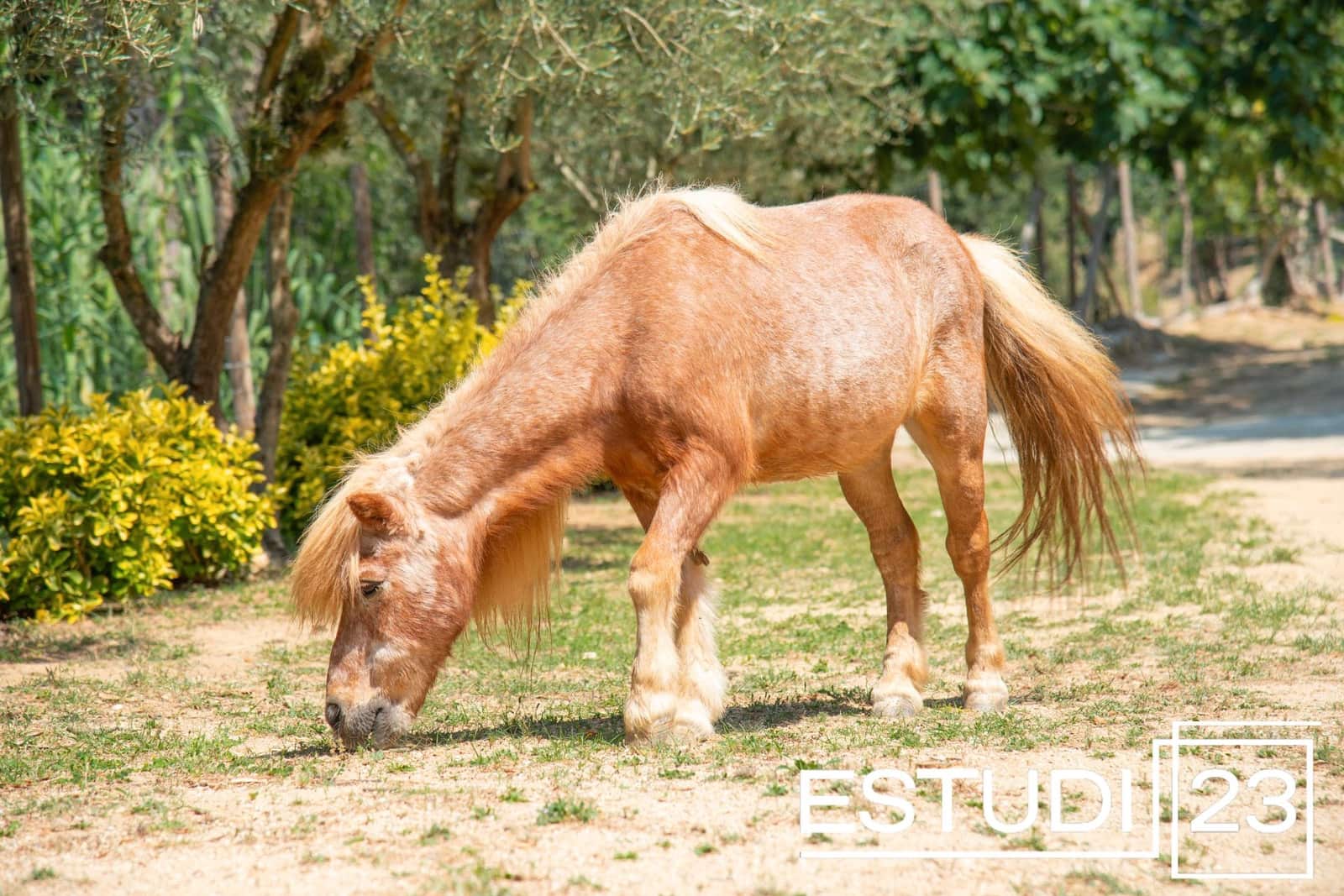 5 camera da letto Finca/Casa di Campagna in vendita in Orrius con piscina garage - 720.000 € (Rif: 9450051)