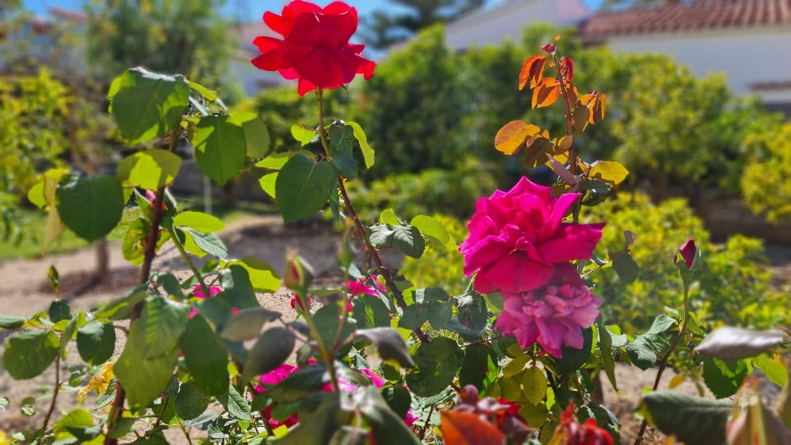 5 sypialnia Willa na sprzedaż w Els Poblets z basenem garażem - 848 000 € (Ref: 9072057)