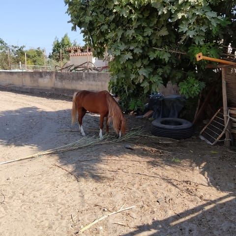 6 bedroom Commercial for sale in El Vergel / Verger - € 1,000,000 (Ref: 9072151)