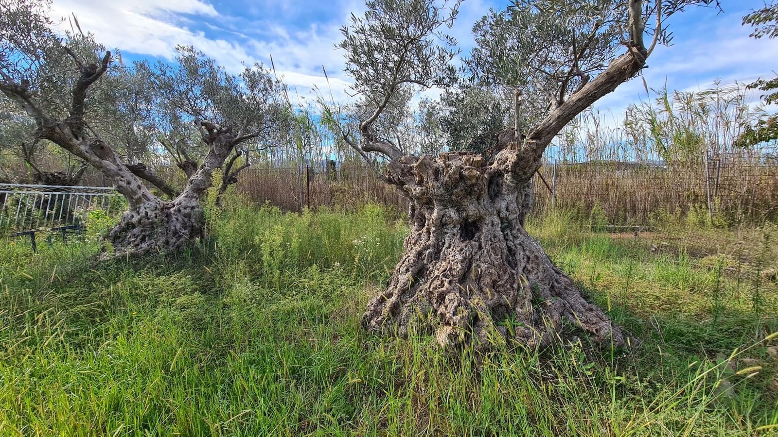 12 camera da letto Commerciale in vendita in Oliva Nova con piscina garage - 3.000.000 € (Rif: 9330082)