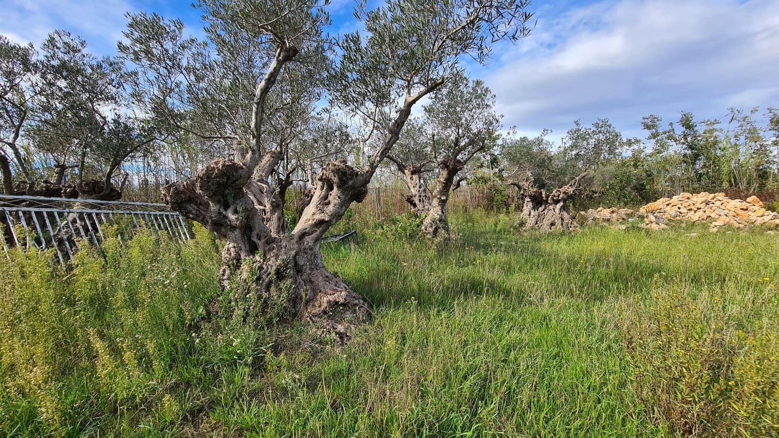 12 camera da letto Commerciale in vendita in Oliva Nova con piscina garage - 3.000.000 € (Rif: 9330082)