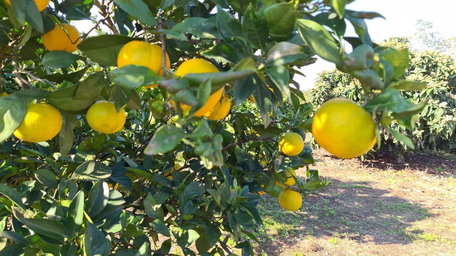 5 soveværelse Villa til salg i Benicolet med swimmingpool garage - € 225.000 (Ref: 9356642)