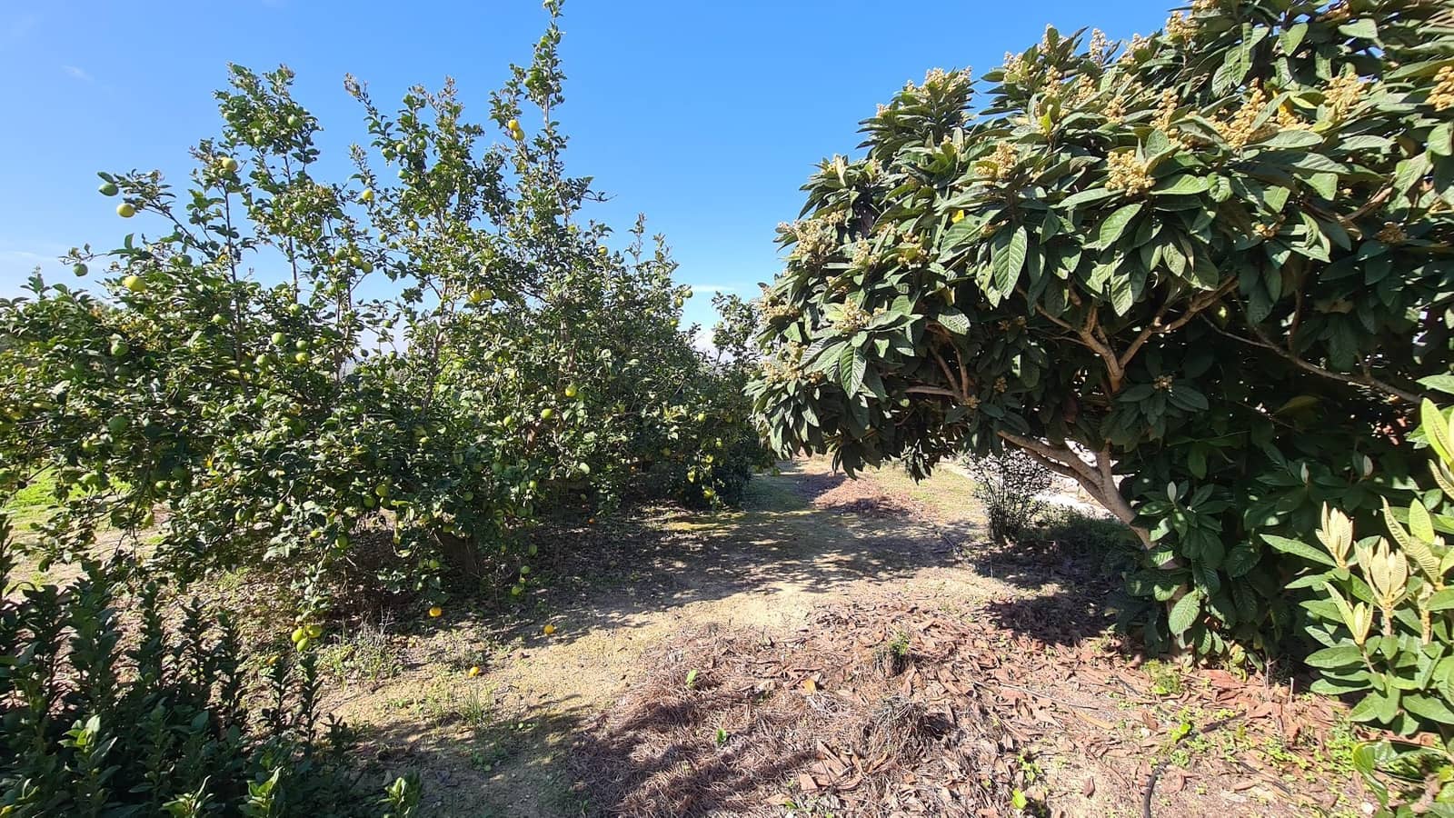 5 soveværelse Villa til salg i Benicolet med swimmingpool garage - € 225.000 (Ref: 9356642)