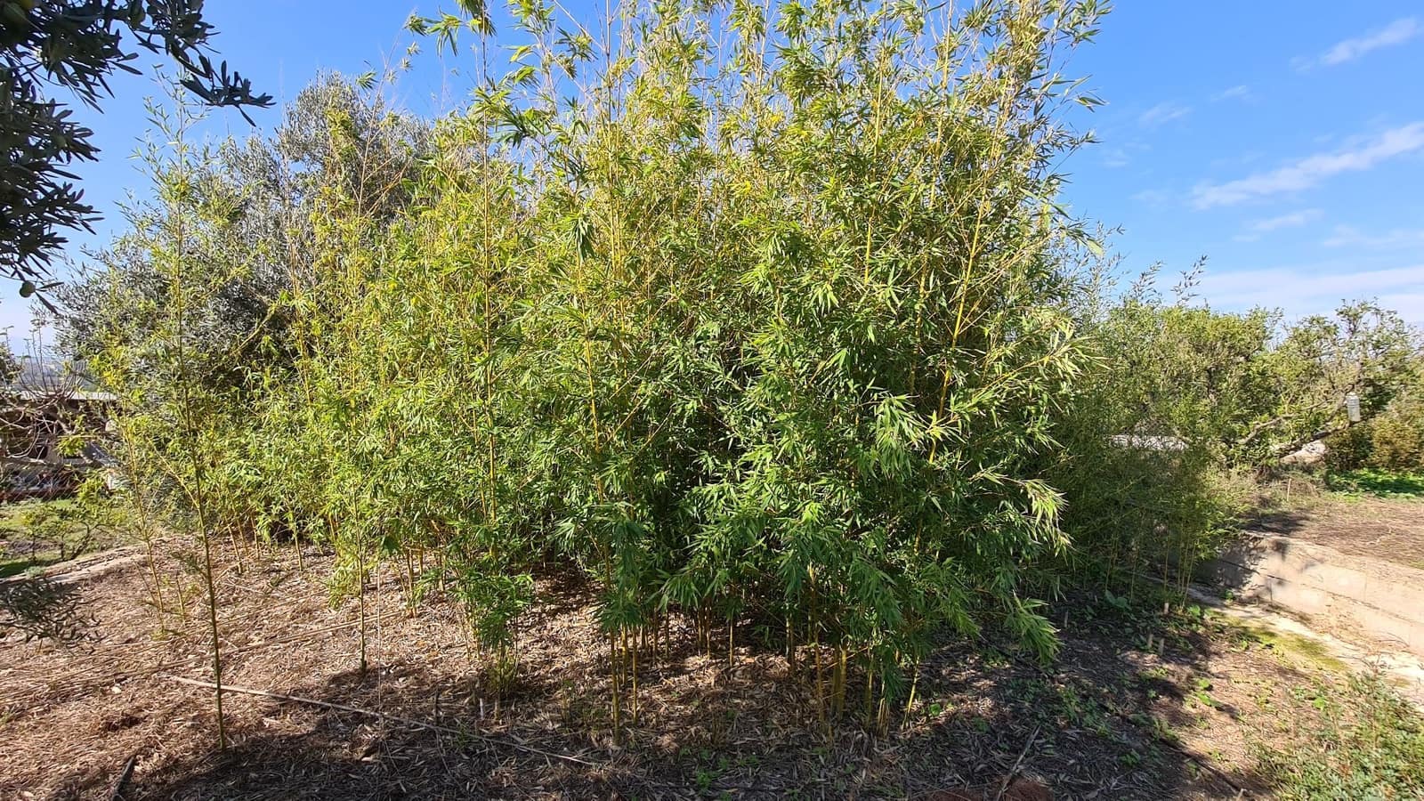 5 soveværelse Villa til salg i Benicolet med swimmingpool garage - € 225.000 (Ref: 9356642)