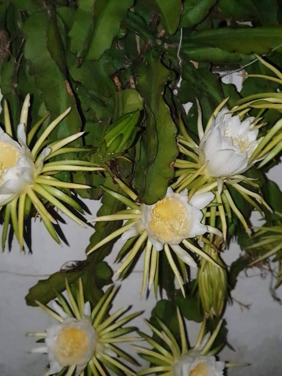 3 camera da letto Villa in vendita in Denia con garage - 550.000 € (Rif: 9665875)