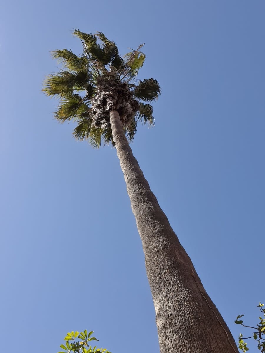 14 soveværelse Finca/Landehus til salg i Denia med garage - € 1.250.000 (Ref: 9796125)