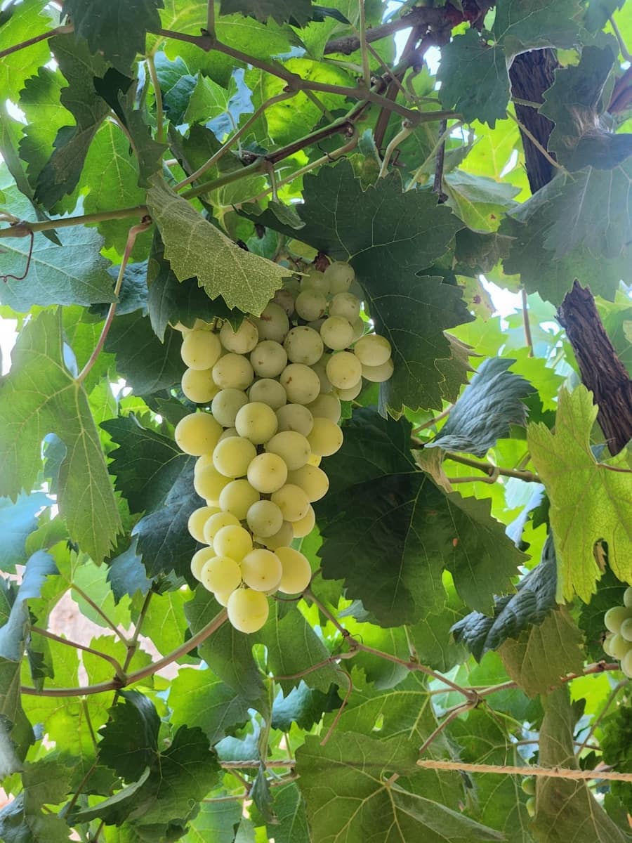 5 soveværelse Villa til salg i Montuiri med swimmingpool garage - € 5.900.000 (Ref: 9061842)