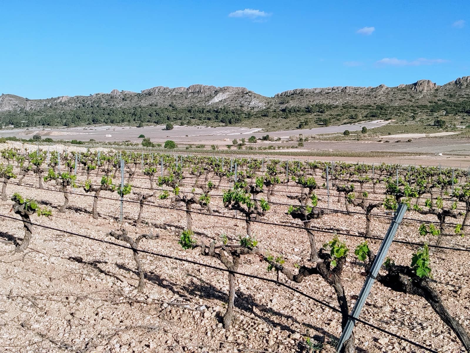 3 sovrum Finca/Hus på landet till salu i Yecla med pool garage - 165 000 € (Ref: 9106238)