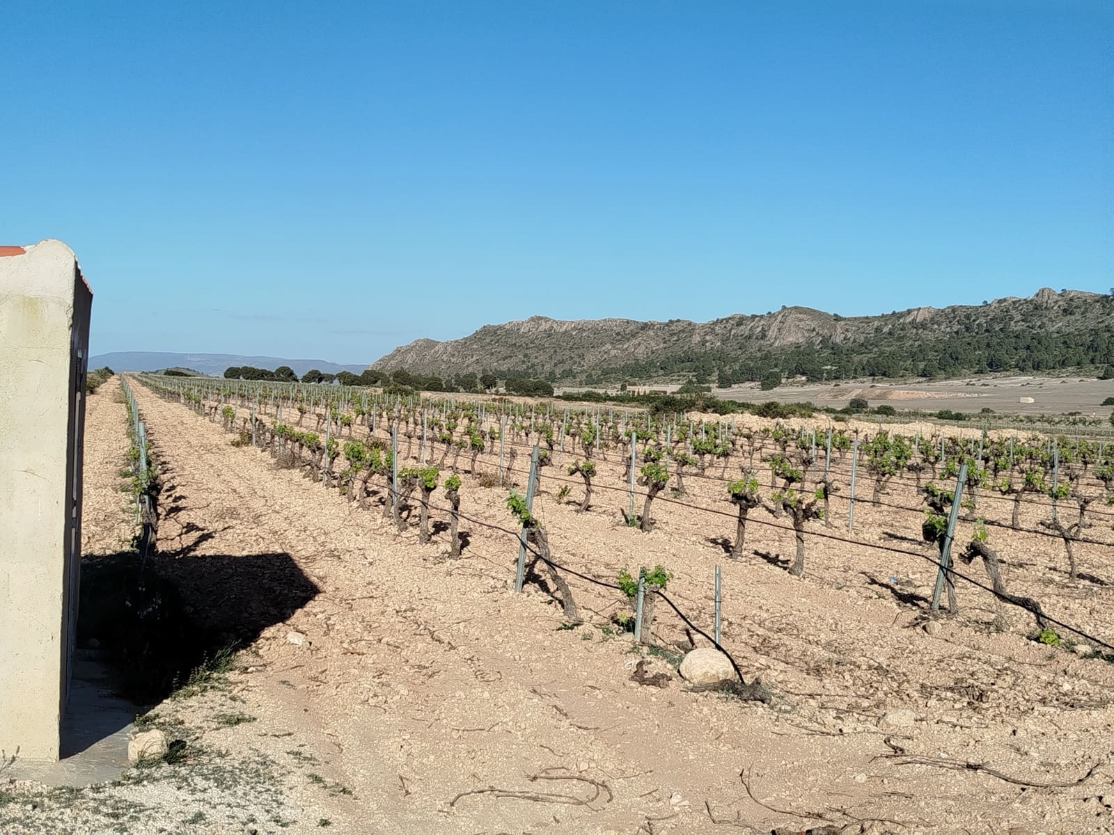 3 sovrum Finca/Hus på landet till salu i Yecla med pool garage - 165 000 € (Ref: 9106238)