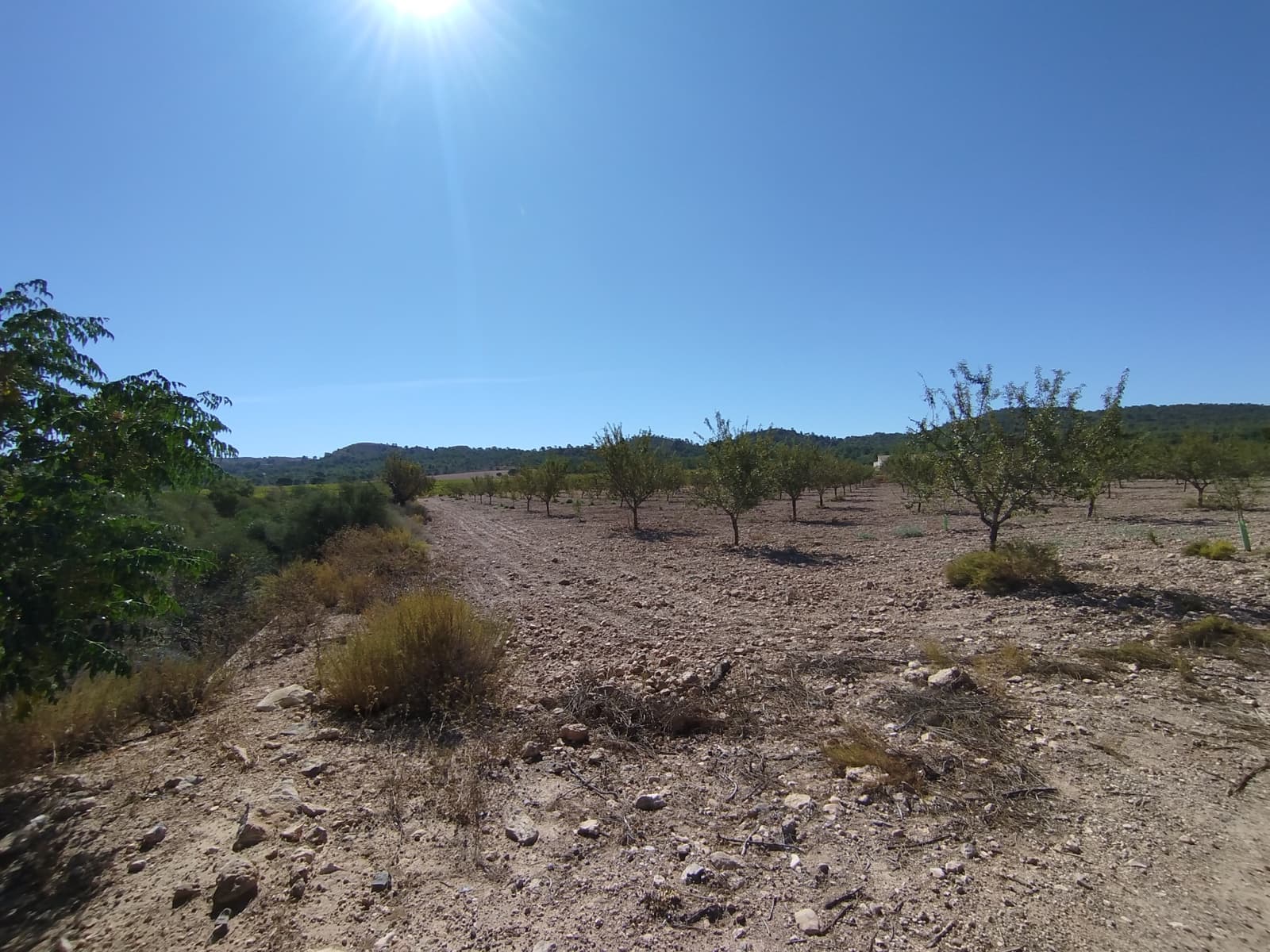 13 sovrum Finca/Hus på landet till salu i Yecla - 675 000 € (Ref: 9289301)