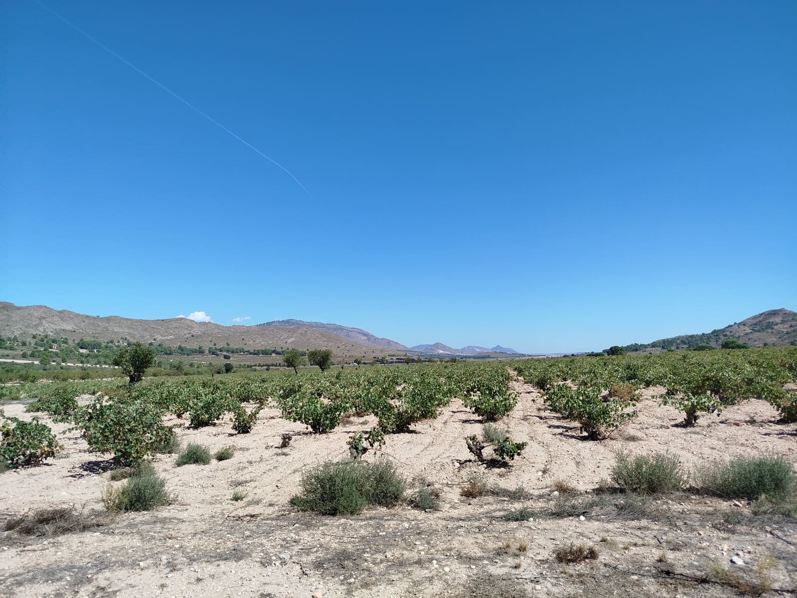 13 sovrum Finca/Hus på landet till salu i Yecla - 675 000 € (Ref: 9289301)