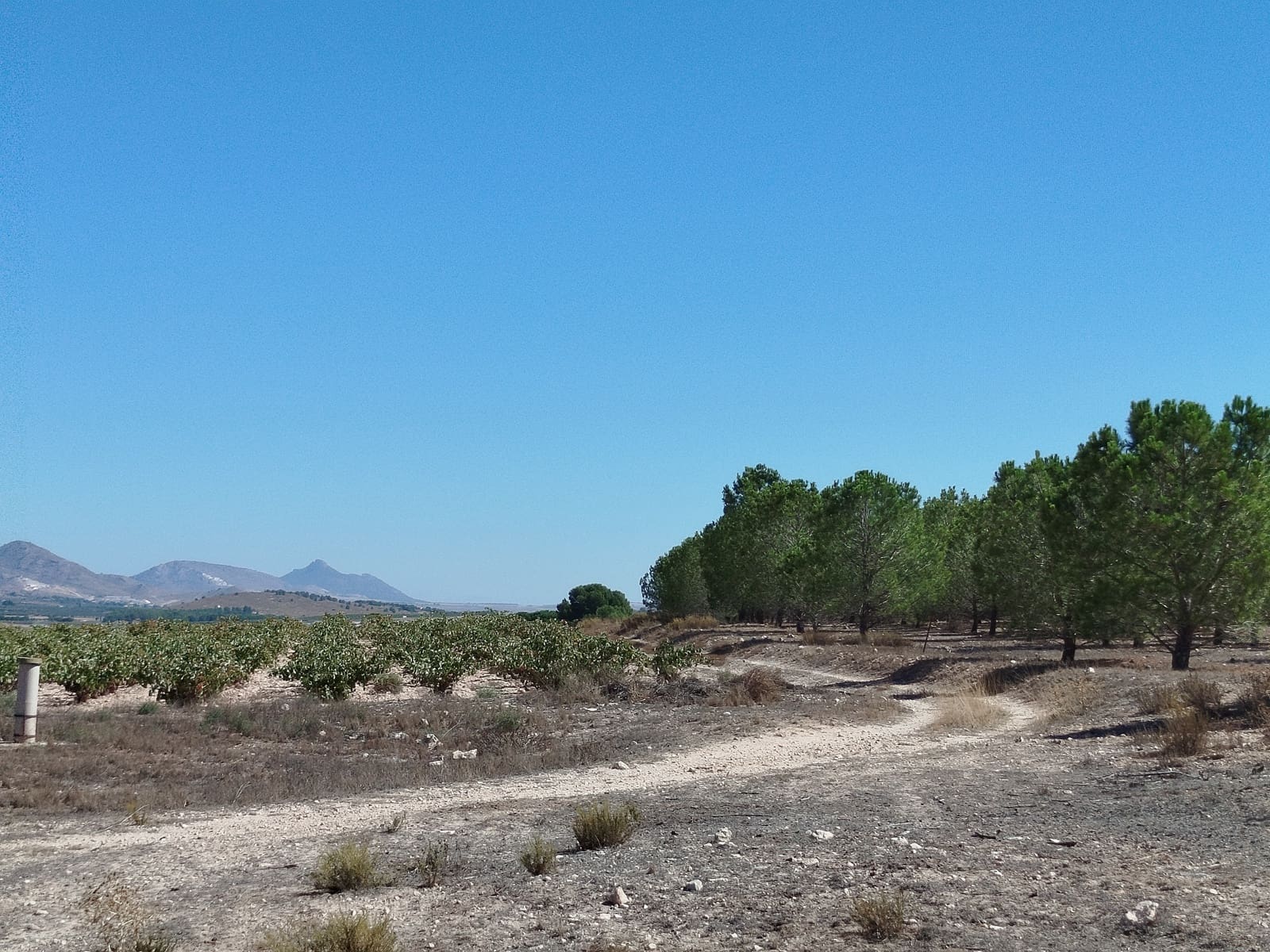 13 sovrum Finca/Hus på landet till salu i Yecla - 675 000 € (Ref: 9289301)