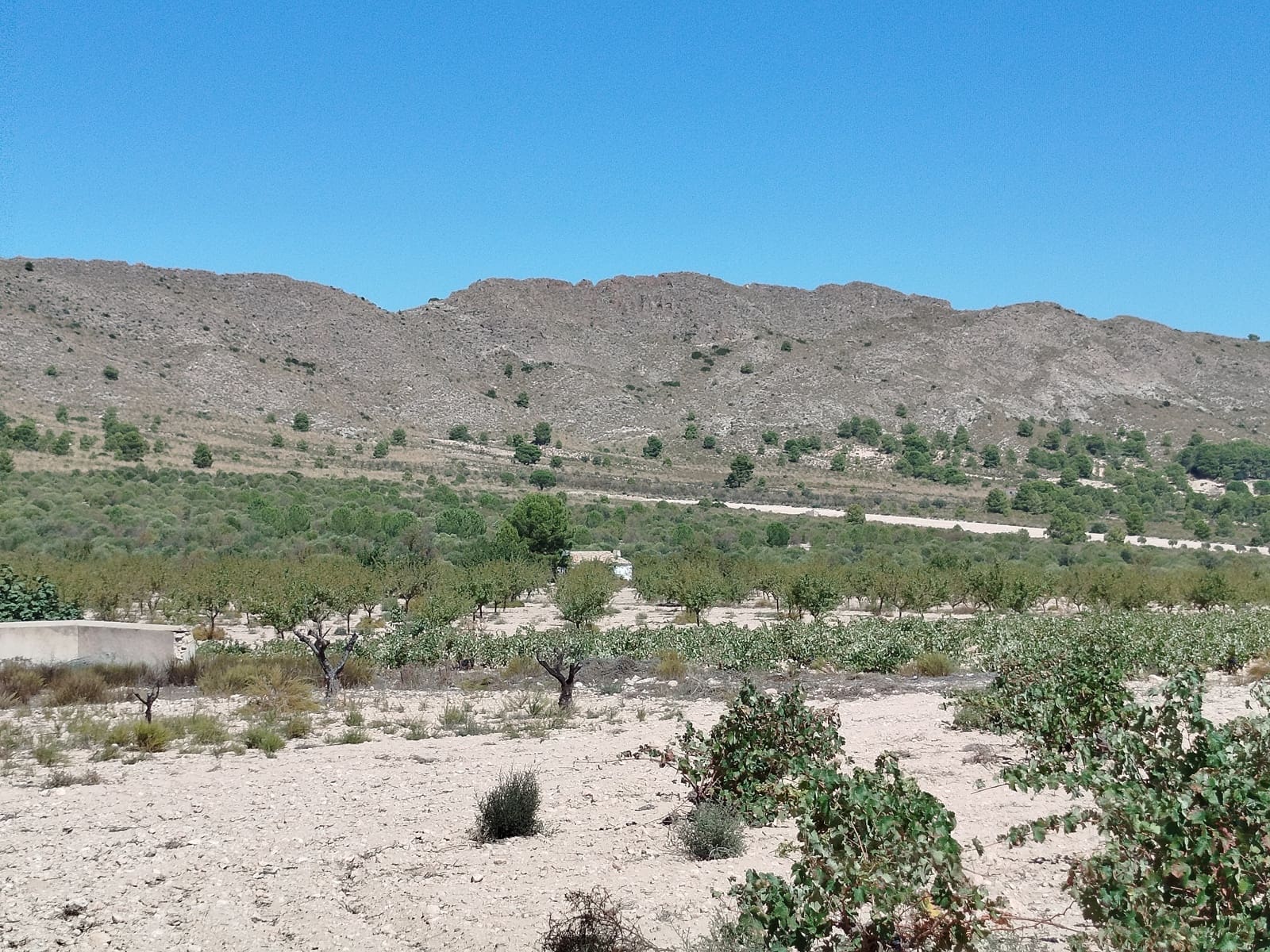 13 sovrum Finca/Hus på landet till salu i Yecla - 675 000 € (Ref: 9289301)