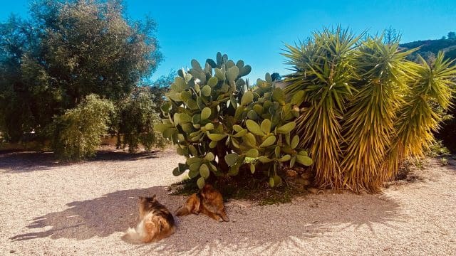 5 bedroom Finca/Country House for sale in El Canton with pool garage - € 475,000 (Ref: 9729768)