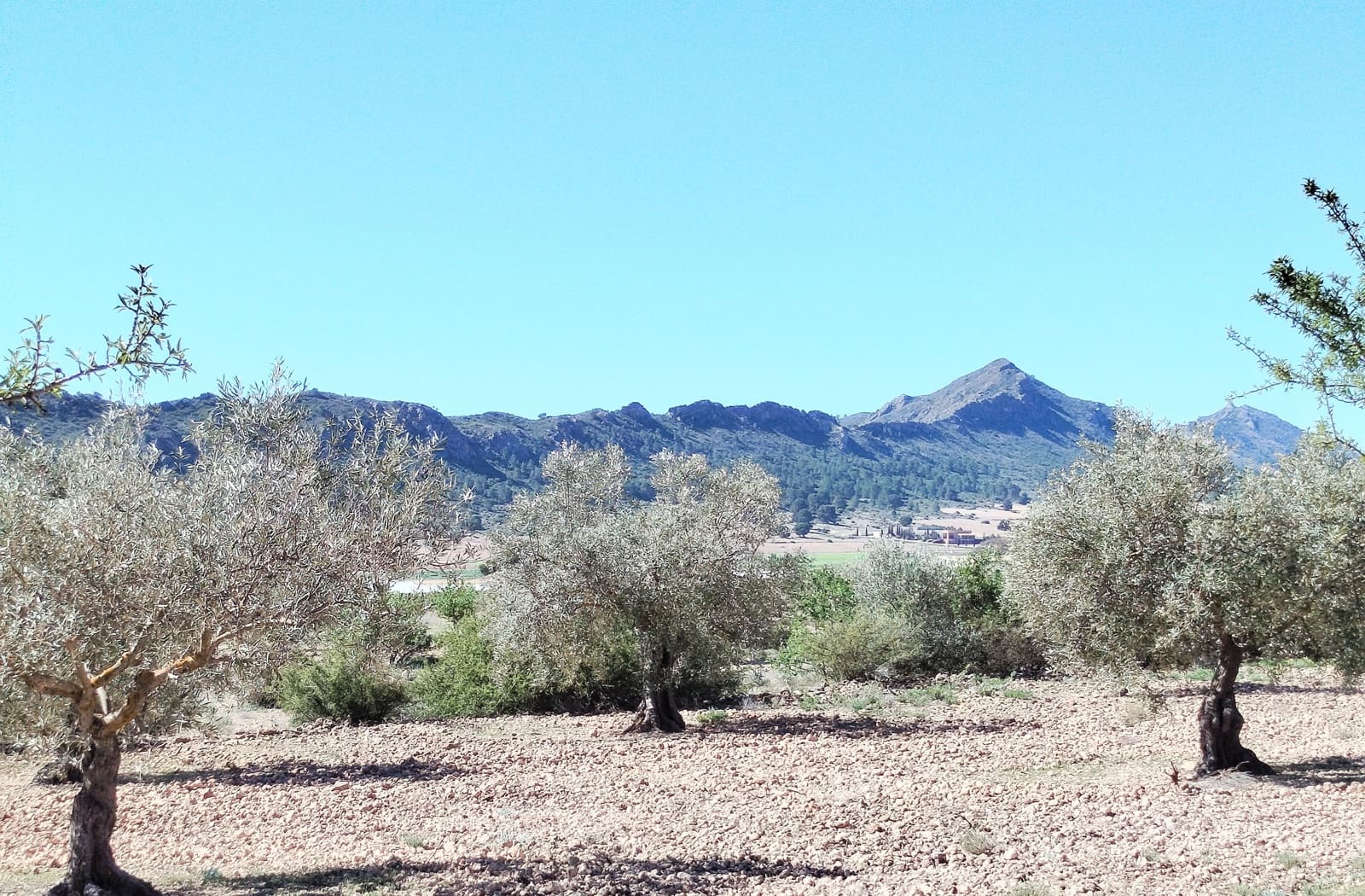 Finca/Casa Rural en Caudete en venta con piscina garaje - 169.995 € (Ref: 9740264)