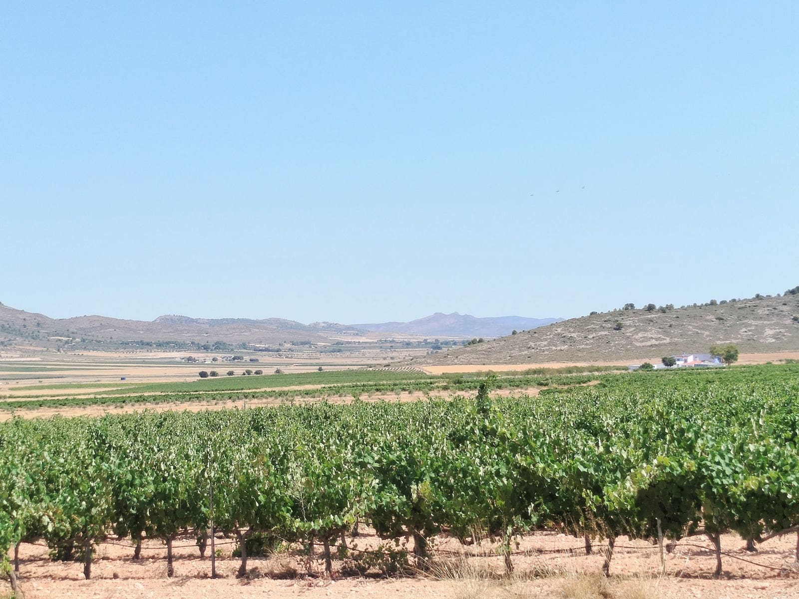 Finca/Casa Rural de 11 habitaciones en Yecla en venta con piscina garaje - 1.700.000 € (Ref: 9980097)