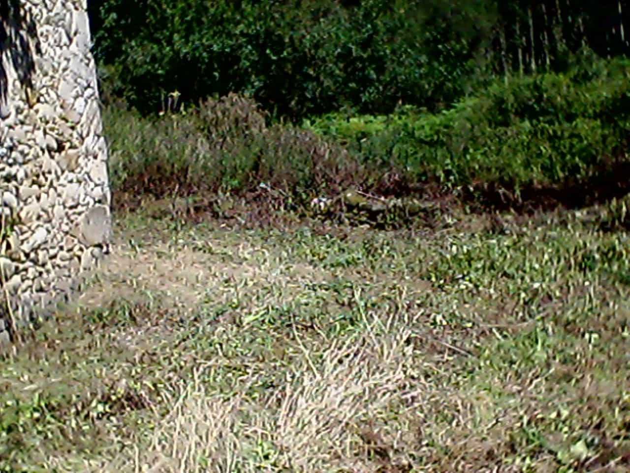 Ruína para venda em O Vicedo - 9 000 € (Ref: 9109335)