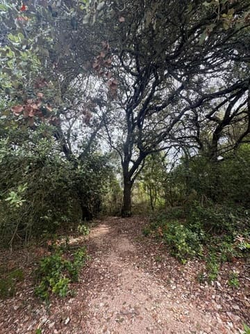 Mark till salu i Manacor - 197 000 € (Ref: 9999248)