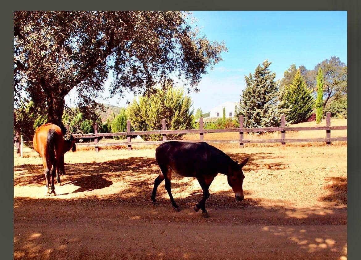 5 Zimmer Finca/Landgut zu verkaufen in Constantina mit Pool - 1.475.000 € (Ref: 9110350)