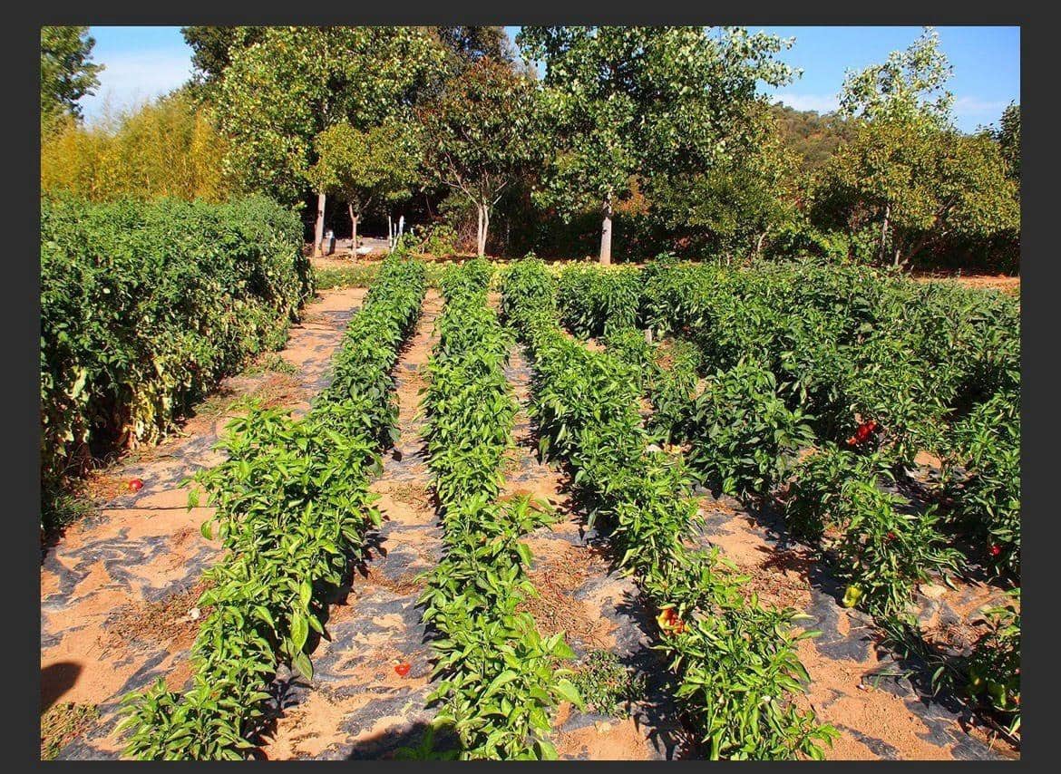 5 Zimmer Finca/Landgut zu verkaufen in Constantina mit Pool - 1.475.000 € (Ref: 9110350)