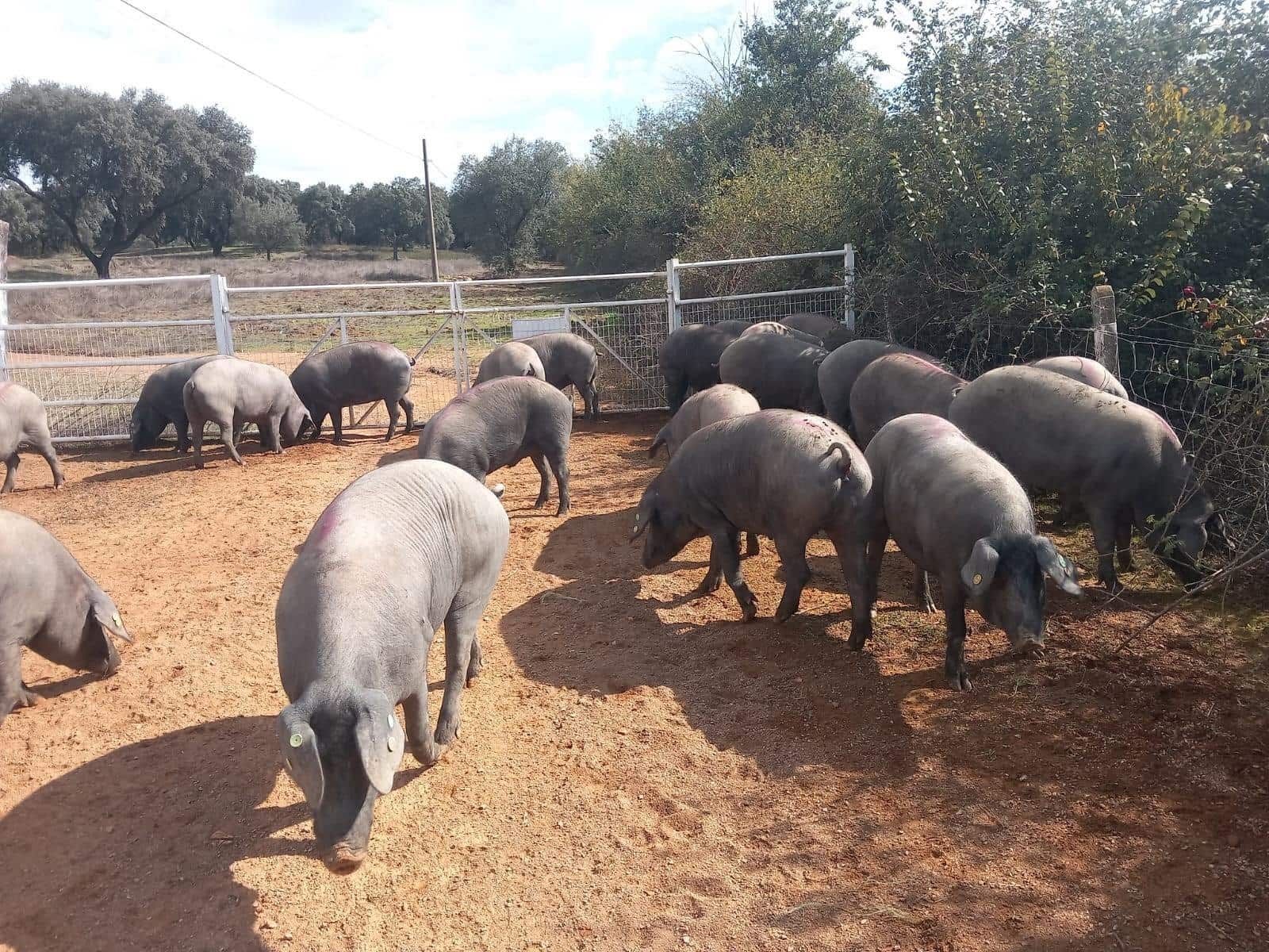 5 Zimmer Finca/Landgut zu verkaufen in Constantina mit Pool - 1.475.000 € (Ref: 9110350)