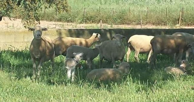 Finca/Landgut zu verkaufen in Puebla de Guzmán - 1.300.000 € (Ref: 9110353)