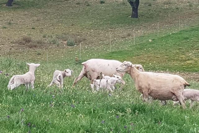 Finca/Landgut zu verkaufen in Puebla de Guzmán - 1.300.000 € (Ref: 9110353)