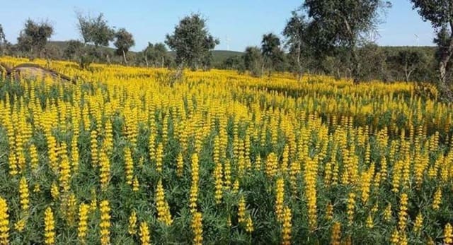Finca/Herregård til salgs i Puebla de Guzmán - € 1 300 000 (Ref: 9110353)