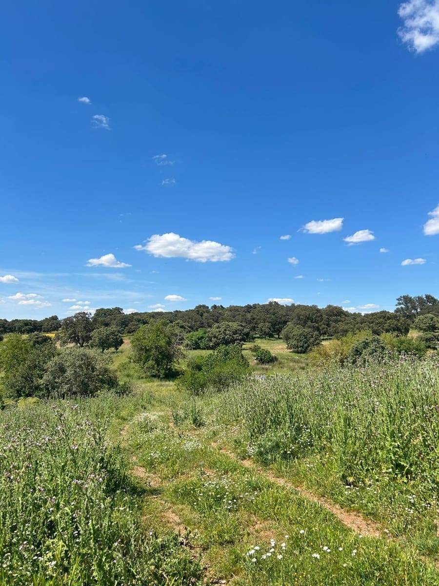 4 soveværelse Finca/Landehus til salg i Alanis med garage - € 950.000 (Ref: 9110354)