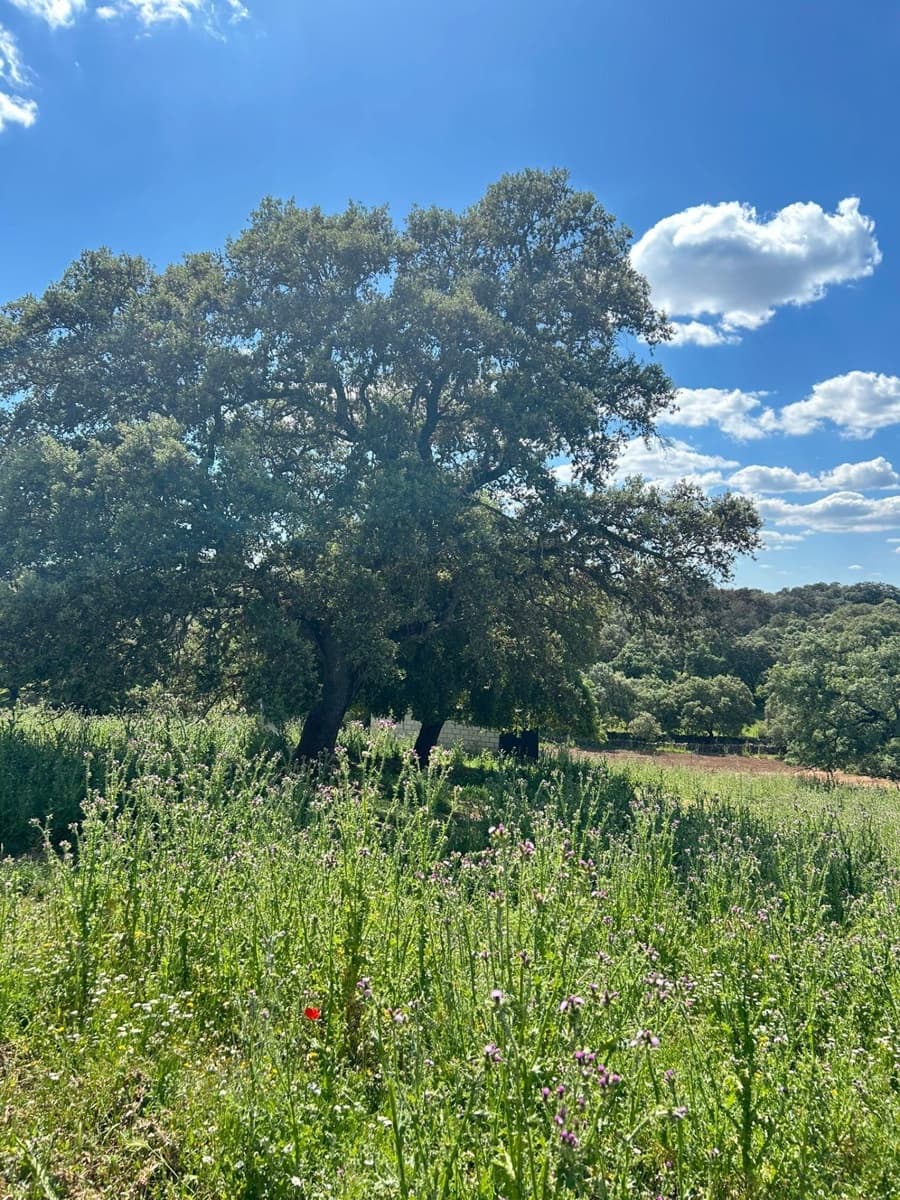 4 soveværelse Finca/Landehus til salg i Alanis med garage - € 950.000 (Ref: 9110354)