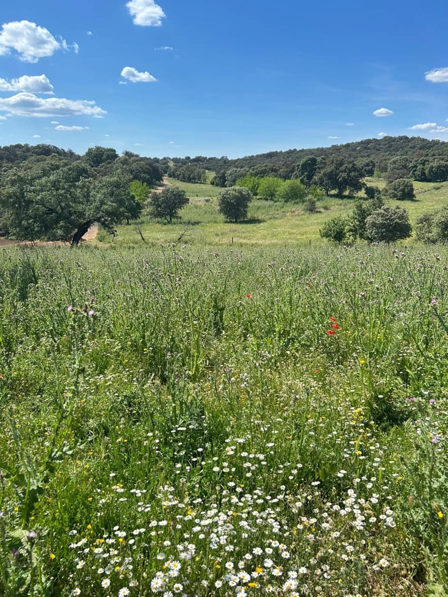 4 soveværelse Finca/Landehus til salg i Alanis med garage - € 950.000 (Ref: 9110354)